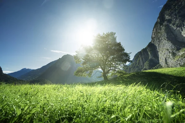 Paisagem idílica nos Alpes, árvore, grama e montanhas, Switze — Fotografia de Stock