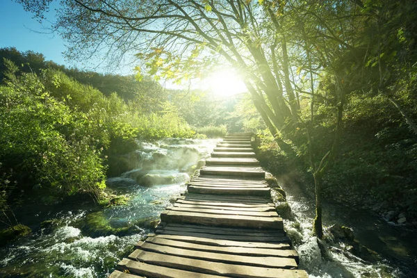 şekilde orman, Plitvice Gölleri, Hırvatistan