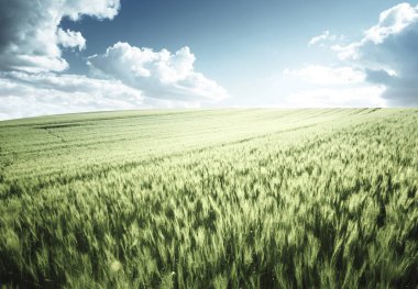Yeşil buğday tarlası
