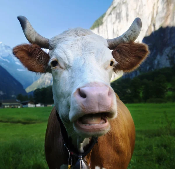 Vache sur les Alpes. Région de Jungfrau, Suisse — Photo