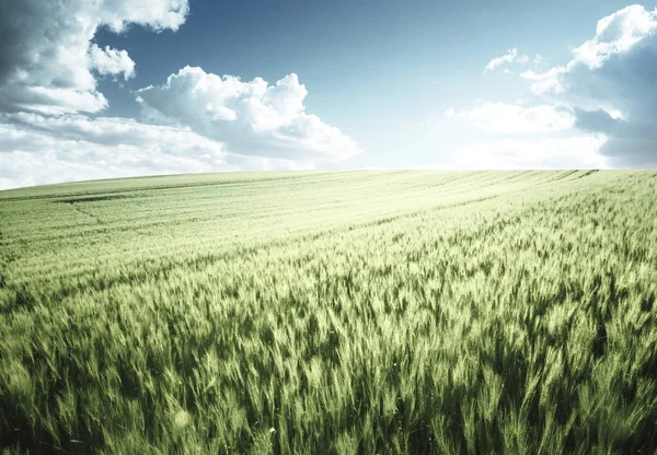 Campo di grano verde — Foto Stock