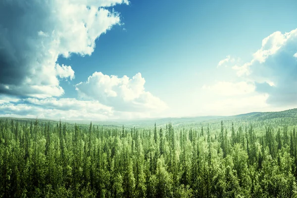 Fir tree forest in sunny day — Stock Photo, Image