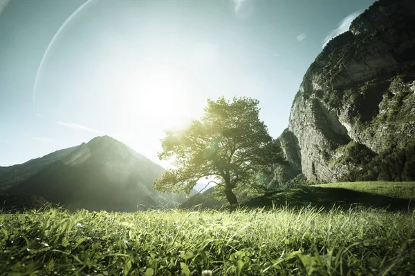 Paysage idyllique dans les Alpes, arbres, herbe et montagnes, Switze — Photo