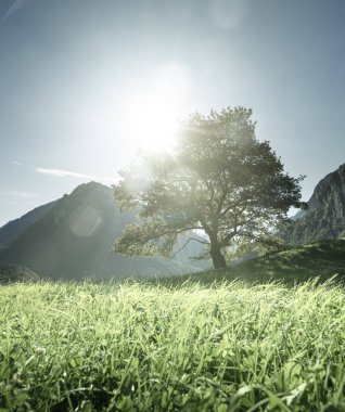 Alpler, ağaç, ot ve dağlar, Switze pastoral manzara