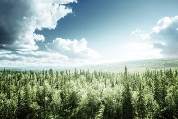 Orman güneşli bir günde