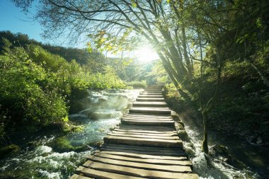 şekilde orman, Plitvice Gölleri, Hırvatistan