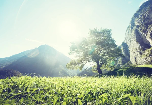 Paysage idyllique dans les Alpes, arbres, herbe et montagnes, Switze — Photo