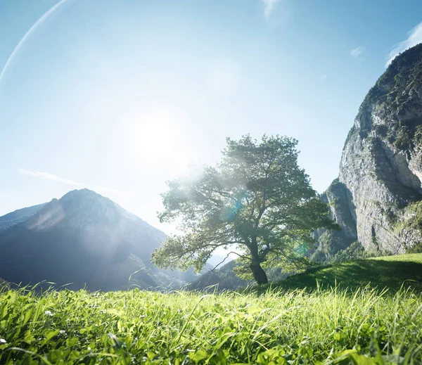 Idylická krajina v Alpách, strom, tráva a hory, Switze — Stock fotografie