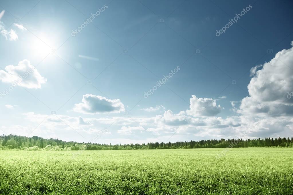 field of grass and perfect sky