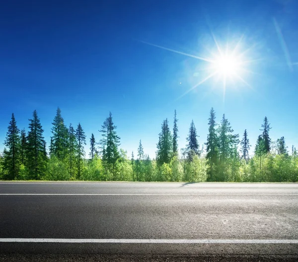 Asphalt road in forest — Stock Photo, Image