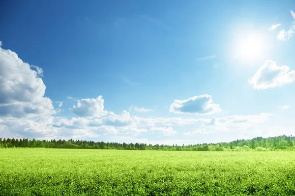 Campo de grama e céu perfeito — Fotografia de Stock