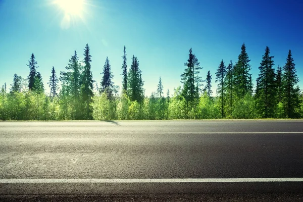 Estrada de asfalto na floresta — Fotografia de Stock