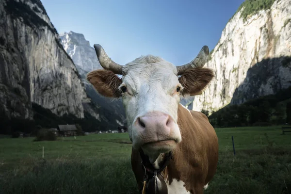 Mucca, Alpi. Regione di Jungfrau, Svizzera — Foto Stock