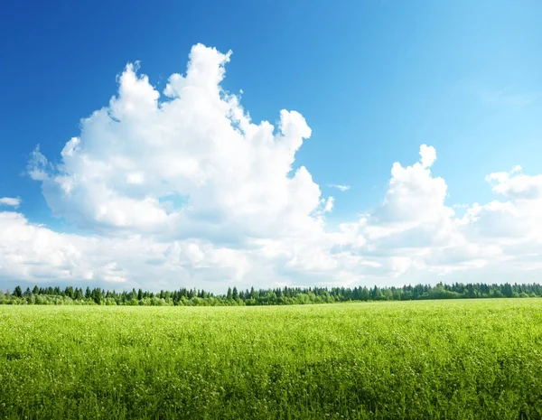 Gräsfält och perfekt himmel — Stockfoto