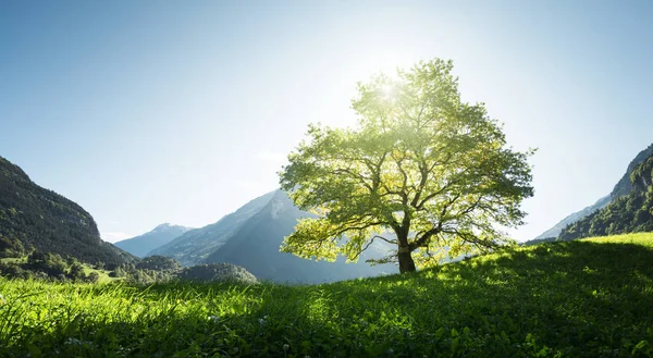 Idylická krajina v Alpách, strom, tráva a hory, Switze — Stock fotografie