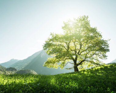 Alpler, ağaç, ot ve dağlar, Switze pastoral manzara