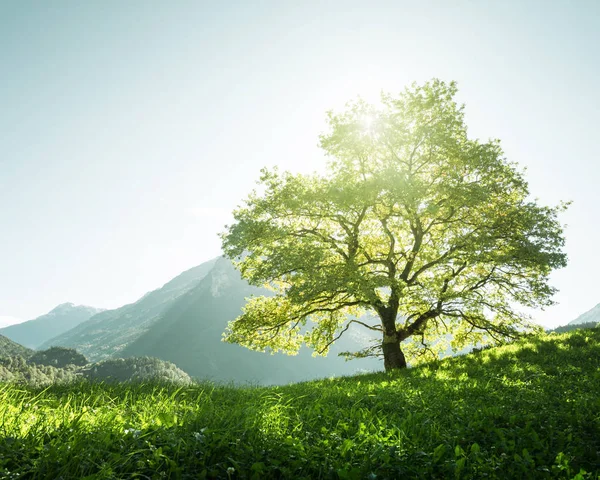 Идиллический пейзаж в Альпах, деревья, трава и горы. — стоковое фото