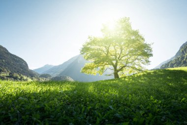 Alpler, ağaç, ot ve dağlar, Switze pastoral manzara