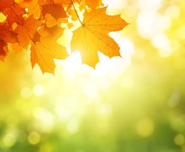 Sonbahar ormanında yapraklar