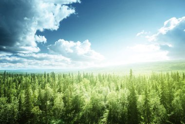 Orman güneşli bir günde