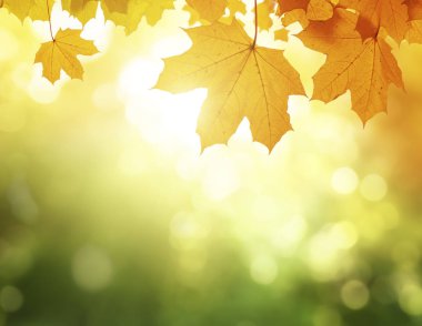 Sonbahar ormanında yapraklar