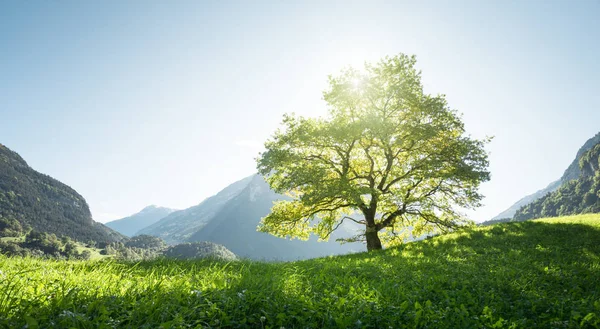 Idylická krajina v Alpách, strom, tráva a hory, Switze — Stock fotografie