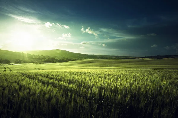 Groen tarweveld in Toscane, Italië — Stockfoto