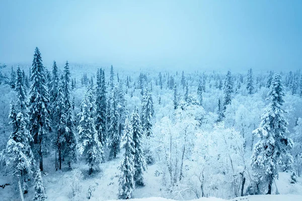 Floresta Temporada Inverno — Fotografia de Stock