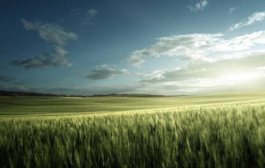 İtalya, Toskana 'da yeşil buğday tarlası