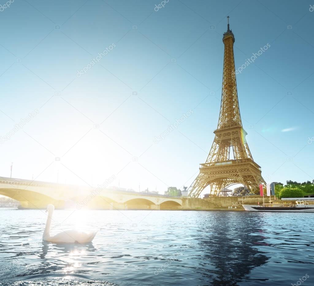 white swan and Eiffel tower, Paris. France