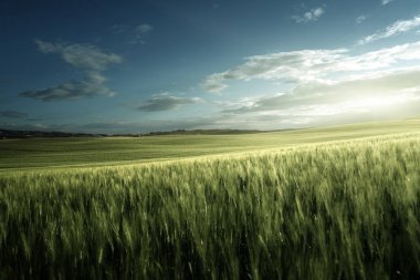 İtalya, Toskana 'da yeşil buğday tarlası