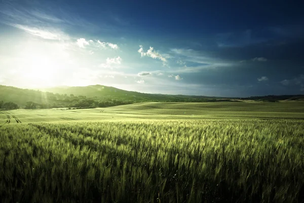 Campo verde de trigo en Toscana, Italia — Foto de Stock