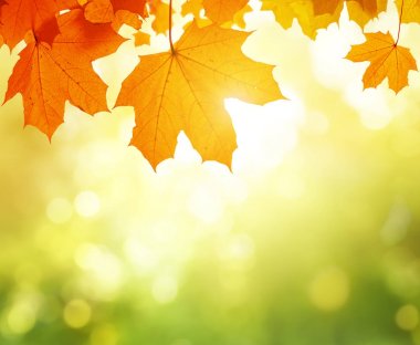 Sonbahar ormanında yapraklar