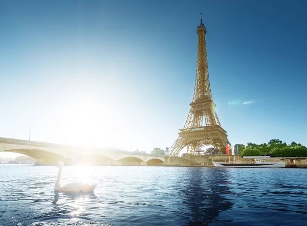 Fehér hattyú és Eiffel torony, Párizs. Franciaország — Stock Fotó