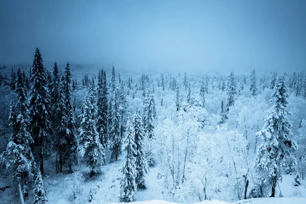 Wald Der Wintersaison — Stockfoto