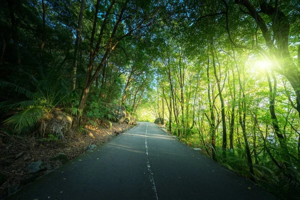 在塞舌尔的丛林中的路 — 图库照片