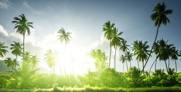 Puesta de sol en la selva, seychelles —  Fotos de Stock