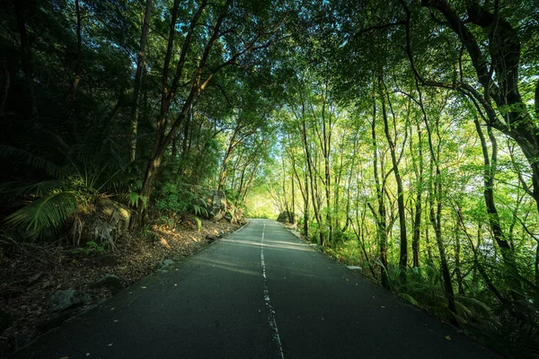 セイシェルのジャングルの道 — ストック写真