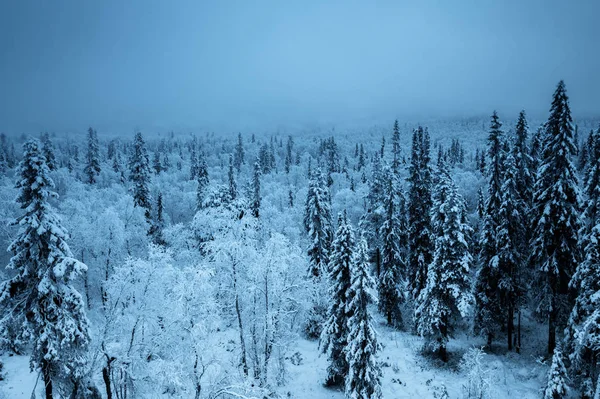 Erdő Téli Szezonban — Stock Fotó