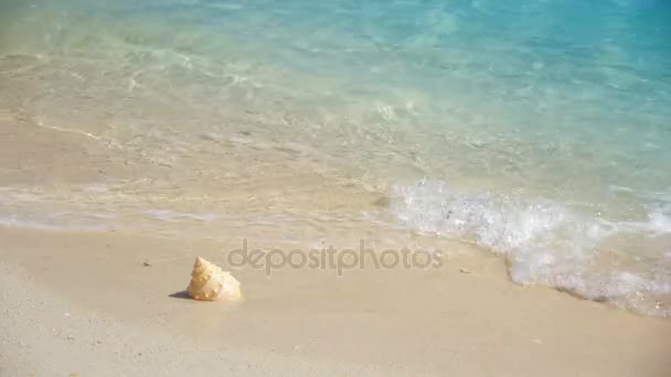 Conchiglia Sulla Spiaggia Isola Poda Provincia Krabi Thailandia — Video Stock