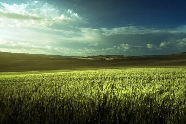 Zielone pole pszenicy w Toskanii, Włochy — Zdjęcie stockowe