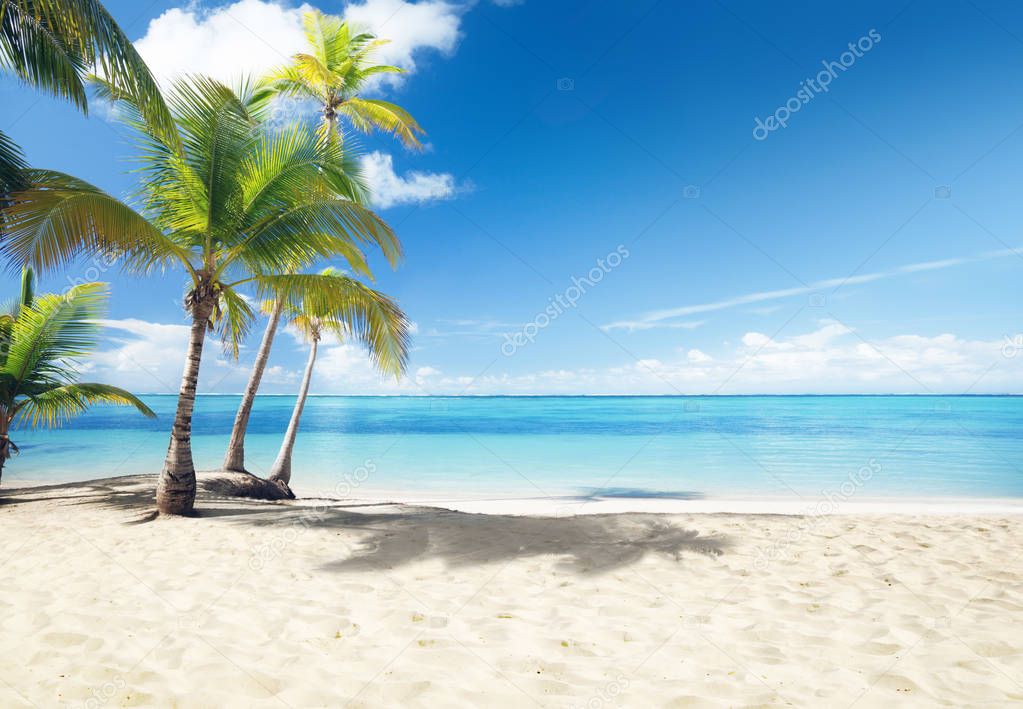 Caribbean sea and coconut palms