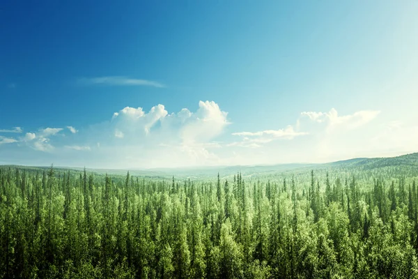 Fir tree forest in sunny day — Stock Photo, Image