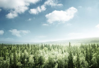 Gün batımında orman