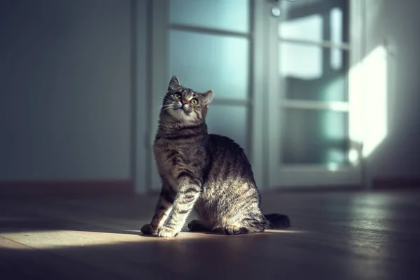 Spor saat de kedi — Stok fotoğraf