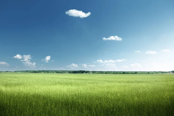 Field of spring grass — Stock Photo, Image