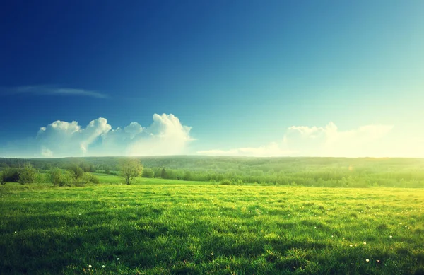 Jarní slunce a polní trávy — Stock fotografie
