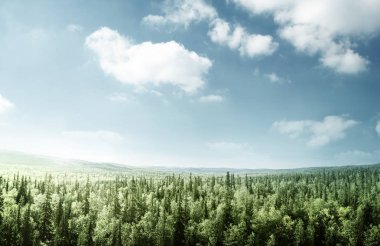 Gün batımında orman