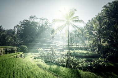 Tegalalang pirinç terası, Bali, Endonezya