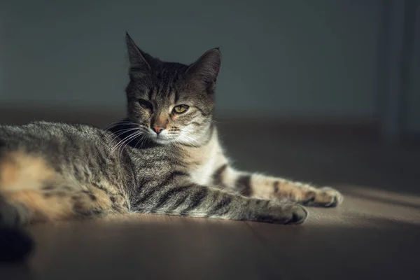 Yavru kedi dinlenme güneşli odada — Stok fotoğraf